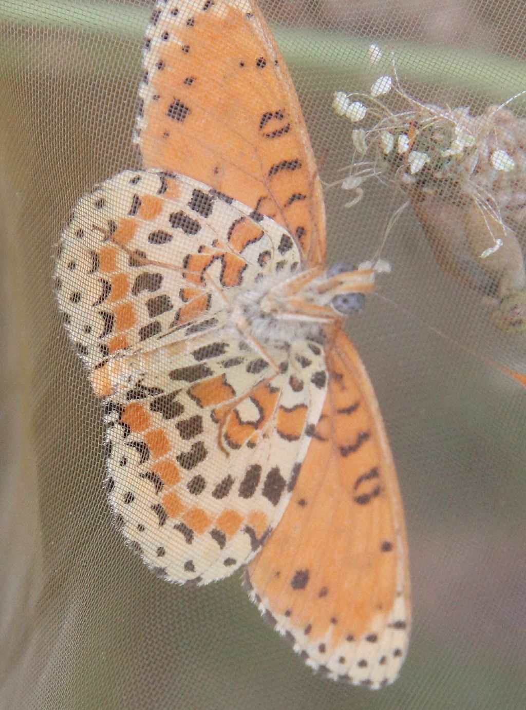 Melitaea didyma particolare